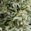 auto-amnesia-gold