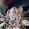 cookies-usa (1)