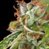 double-og-haze (1)