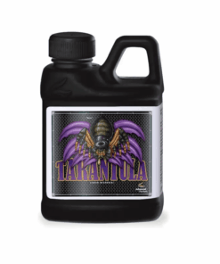 tarantula