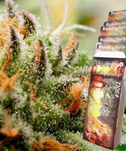 Assorted mix auto x50 – Buddha Seeds
