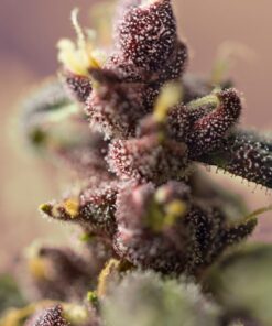 BLOODY SKUNK AUTO 3+1 - Sweet Seeds