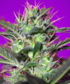 BOTAFUMEIROS 3+1 - Sweet Seeds