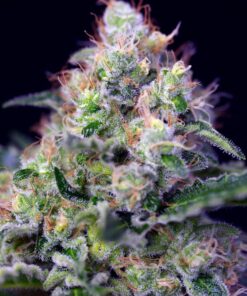 CREAM CARAMEL X25 - Sweet Seeds