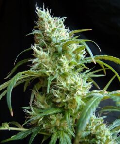 FLASH BACK #2 3+1 - Sweet Seeds