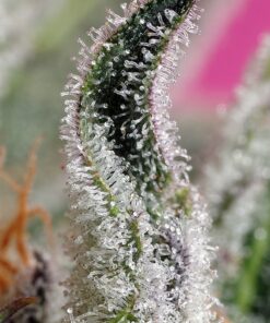 PAPAYA ZOAP AUTO 3+1 - Sweet Seeds