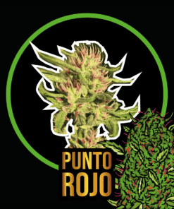Punto Rojo Auto x500 - Delirium Seeds