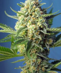 S.A.D. Auto 3+1 - Sweet Seeds