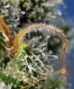 SWEET AMNESIA HAZE 3+1 -Sweet Seeds