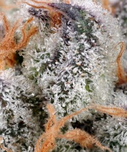 SWEET CHEESE 3+1 - Sweet Seeds