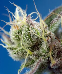 SWEET CHEESE XL AUTO 3+1 - Sweet Seeds