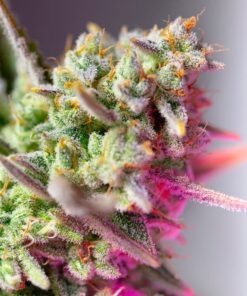 SWEET MIMOSA XL AUTO 3+1 - Sweet Seeds