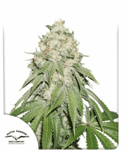 Banana Blaze x100 - Dutch Passion