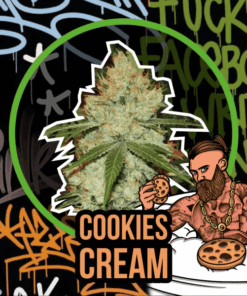 Cookies Cream Auto x100 - Delirium Seeds