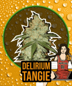 Delirium Tangie x100 - Delirium Seeds