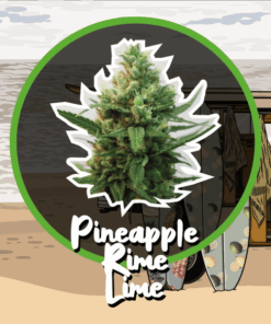 Pineapple Rime Lime Auto x100 - Delirium Seeds