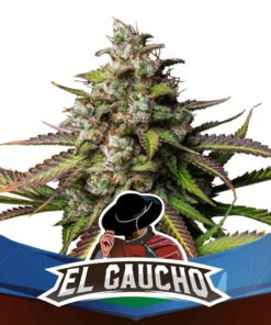 x100 El Gaucho Faster Flowering - BSF SEEDS