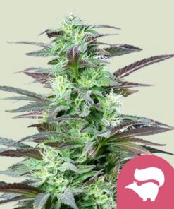 Skun XL x100 Feminizada - Royal Queen Seeds