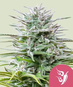 Speedy Chile Fast Flowering - Royal Queen Seeds