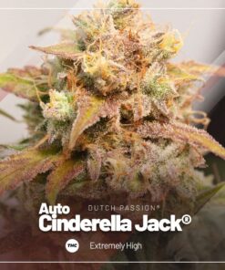 Auto Cinderella Jack x3 - Dutch Passion