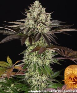 Apple Fritter x3 - Barney's Farm