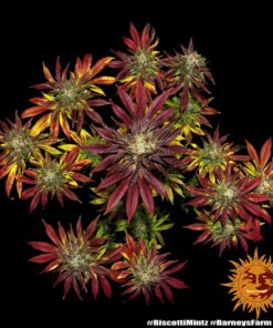 Biscotti Mintz x3 - Barney's Farm