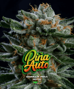 Gorilla Piña Auto x4 - BSF