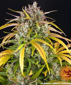 LSD Auto x3 - Barney's Farm's