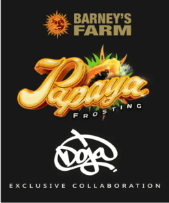 Papaya Frosting x3 - Barney's Farm x DOJA Exclusive