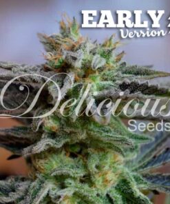 Sugar Black Rose Early (Fast) x10 - Delicious Seeds