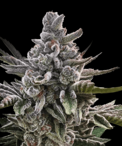 Açai Jelly (Sherbinskis) - Silent Seeds Feminizada