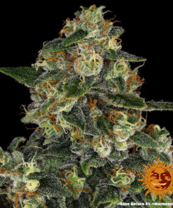 Blue Gelato 41 x3 - Barney's Farm Feminizada