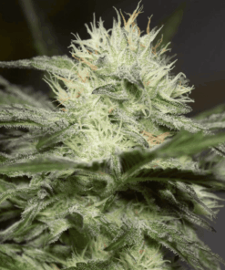 Lemon Sorbet x3 - Silent Seeds  Feminizados